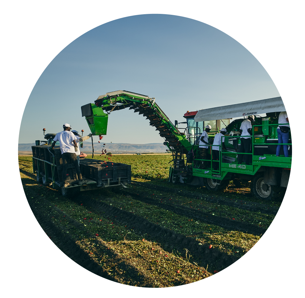 Fornitura attrezzature agricole e noleggio trattori per raccolta pomodori