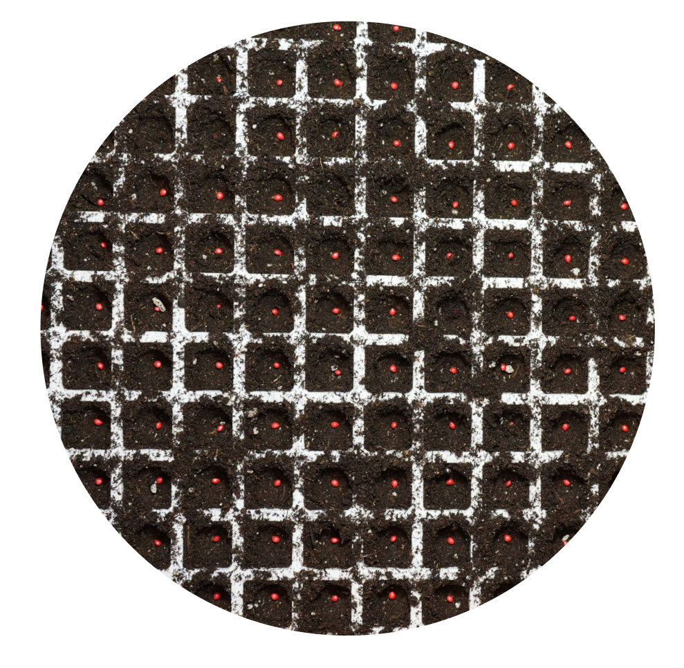 Fornitura di semi per pomodori