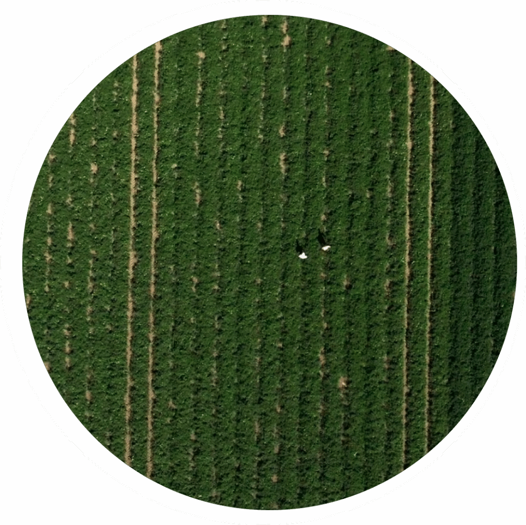 sostenibilità nell'agricoltura