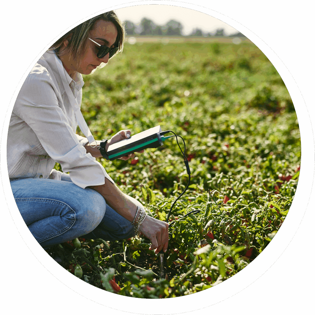 Misurazioni e assistenza tecnica in campo di pomodori