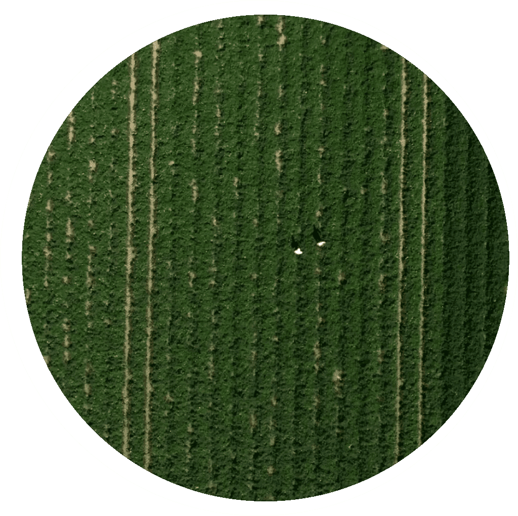 sostenibilità nell'agricoltura