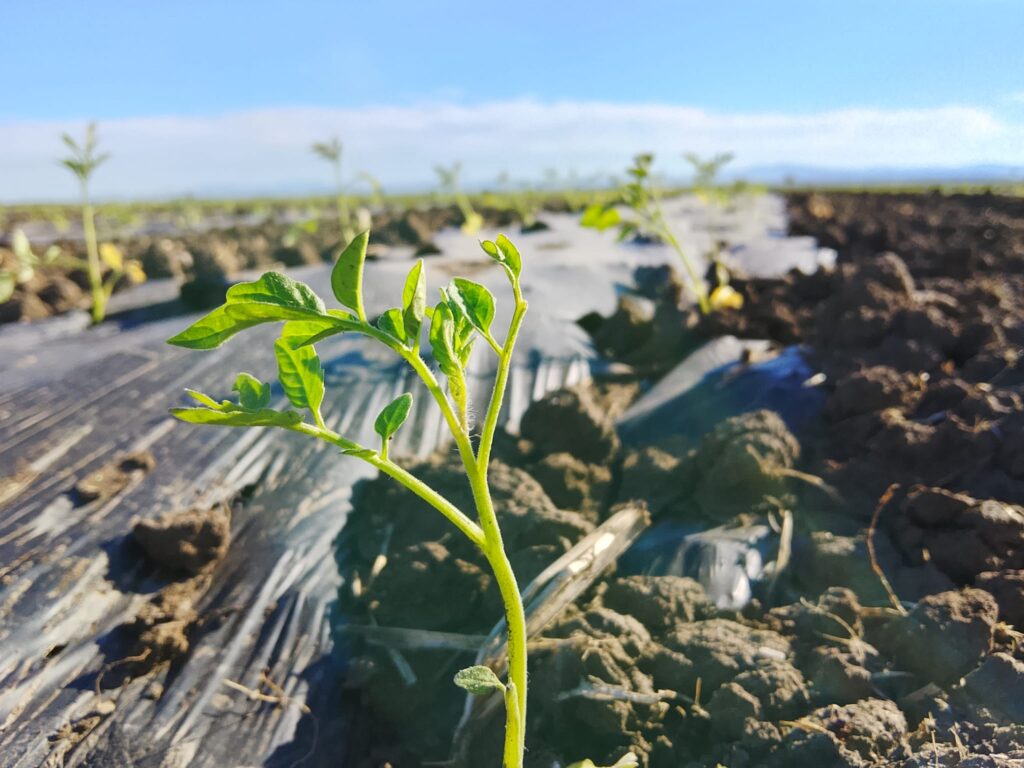 Tomato cultivation