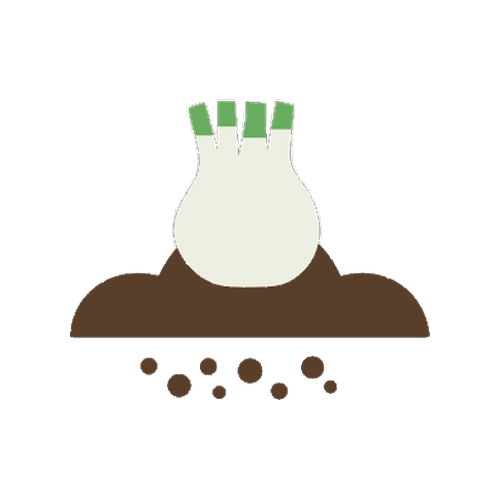 Finocchio in terreno soffice