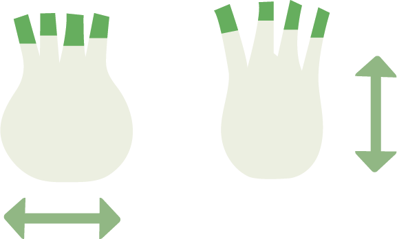 Icona varietà di forma finocchio